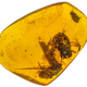 Frog from Cretaceous Burmese amber.